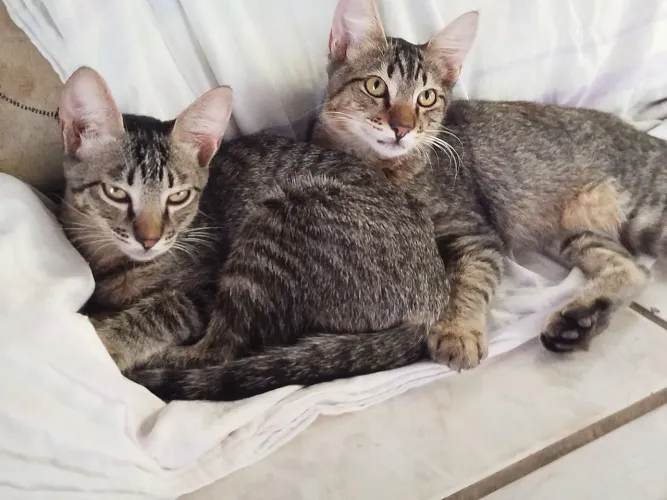 Gatos filhotes pra adoção