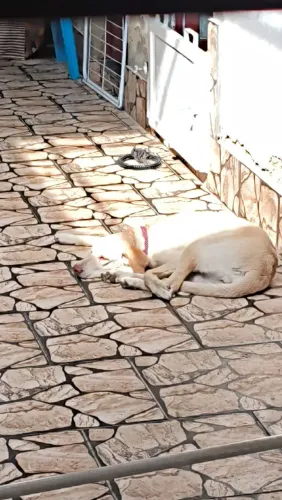 Doação cachorra fêmea 
