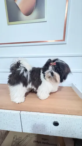 Shihtzu macho 4 meses