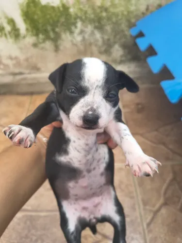 Vende Pincher fêmea 23 dias de nascidas