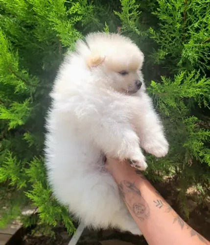 Spitz Alemão anão macho- Lulu da Pomerânia - 10x sem juros