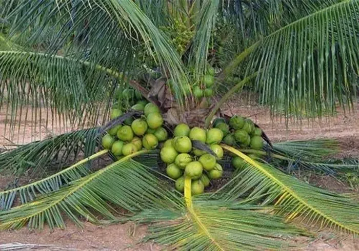 mudas de coco anão precoce legitimo produz em 3 anos