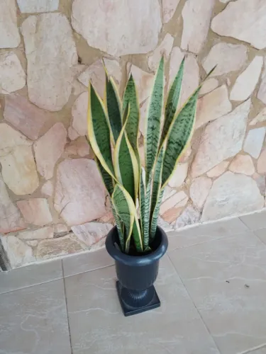 Belíssima planta lança de São Jorge no vaso torre