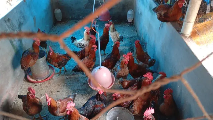 Galos GLC Vermifugados