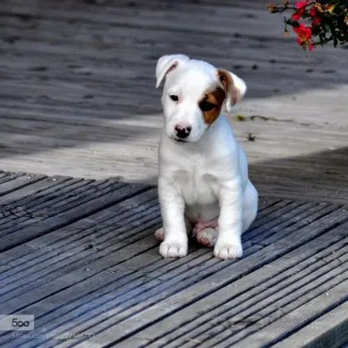 Jack Russell Dócil disponíveis!
