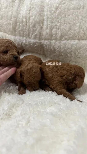 Poodle Toy Machinho entrega hoje vacinado venda !!!!!