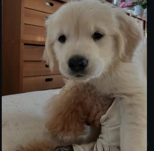 Filhote Golden Retriever, O amor de um filhote dura para sempre!