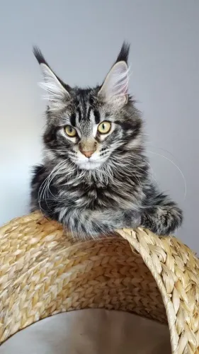 Maine Coon Belos disponível