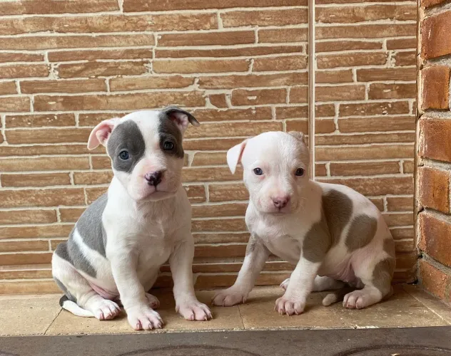 Pitbull American terrier disponiveis