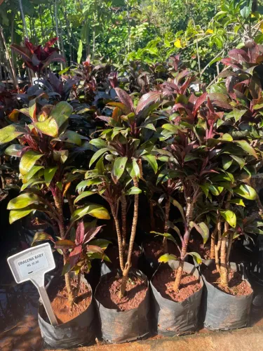 Dracena Baby