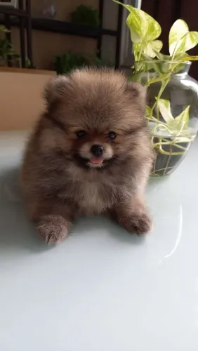Spitz Alemão está aqui esperando por você! Parcelamento sem juros!
