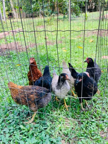 Frangas GLC ovos coloridos 