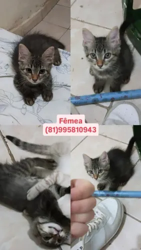 Adoção responsável. Gata fêmea, castração garantida.
