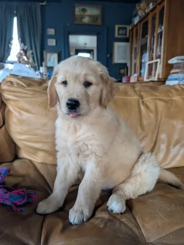 Golden fofo