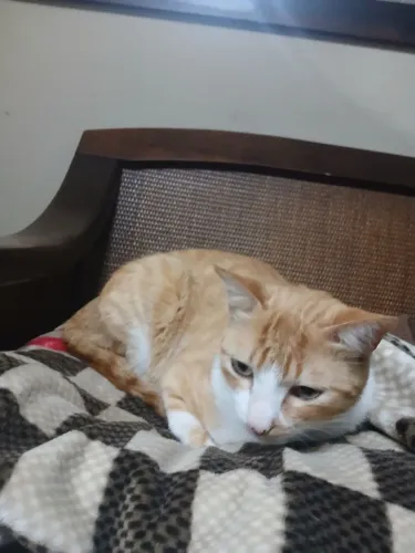 Gato para adoção 