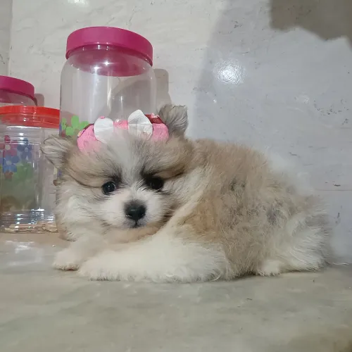 Filhote lulu Pomerânia fêmea 