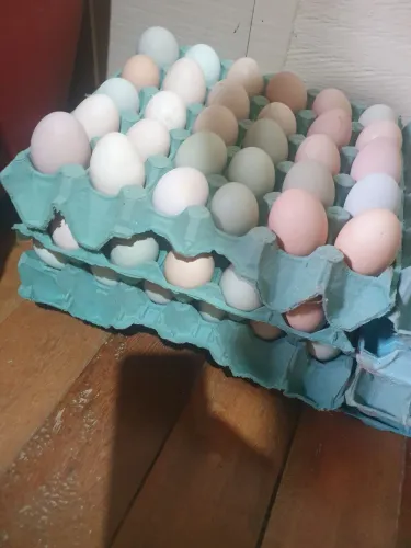 Ovos de galinha caipira