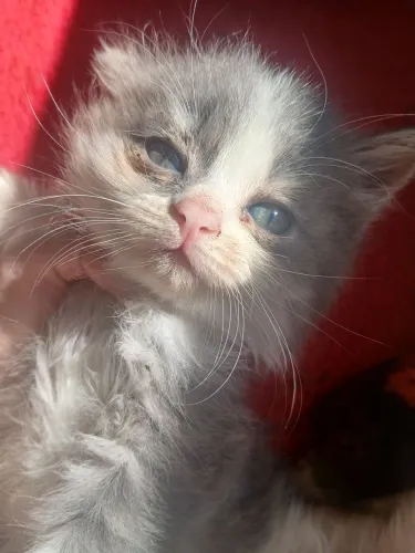 Gata para adoção 