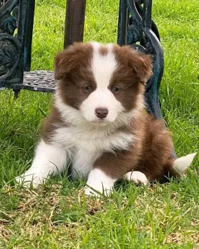 Filhotes de Border Collie marrom com branco disponíveis para venda. Macho e fêmea.