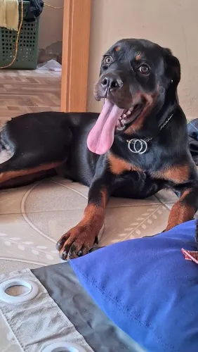 Rottweiler