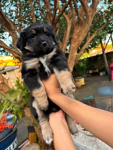 Doa se linda cachorra 