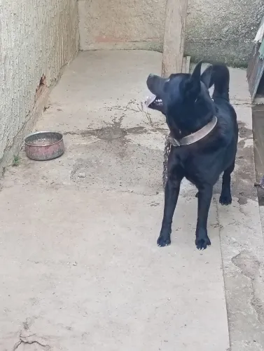 Doando cachorro