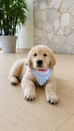 Filhotes de Golden Retriever com Pedigree