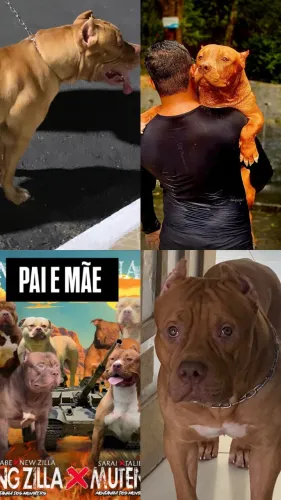 Pit monster jovem 