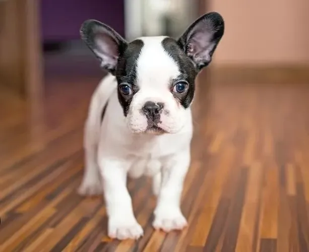 Bulldog Francês Filhotes Personalidade Marcante. 