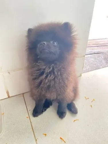 LULU DA POMERANIA - DOAÇÃO 