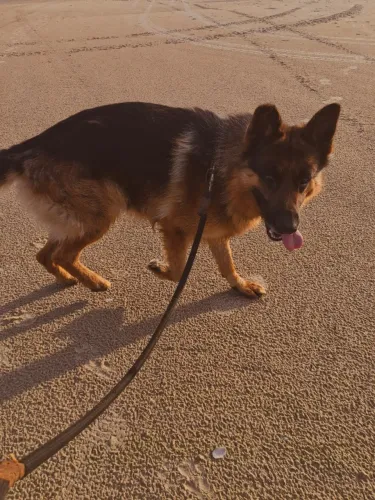 cachorro pastor alemão