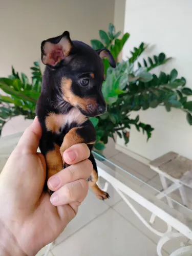 Pinscher 1 macho