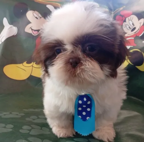 Shih tzu macho fofinho