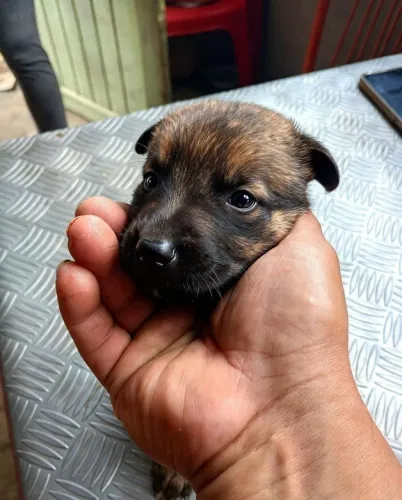 Pastor malinois 