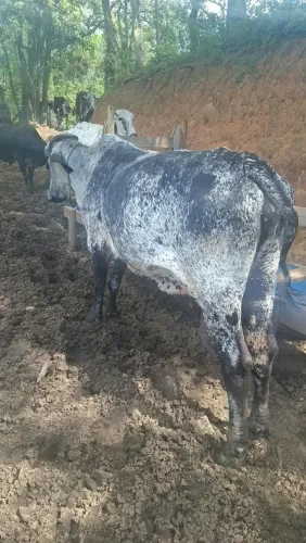 Vende-se vacas