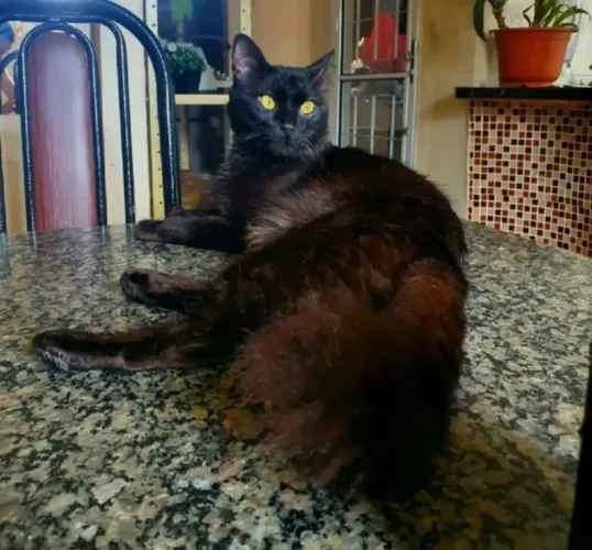 Filhotes de angorá negro