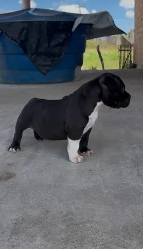 FILHOTES DE PIT MONSTER