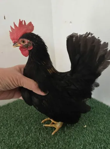 Mini Garnizé macho 