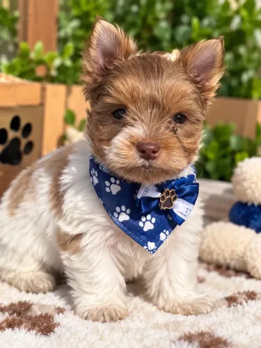 Super lindinho yorkshire merle macho! Parcelamos 