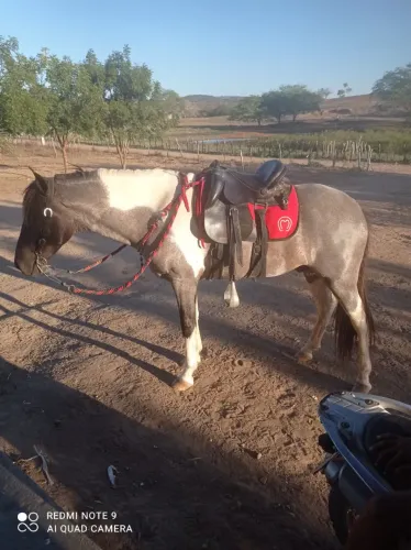 Cavalo