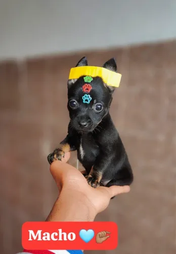 Lindo Bebê Pinscher Machinho
