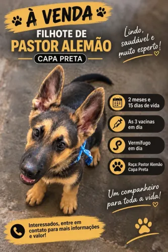 Vendo filhote de pastor alemão capa preta