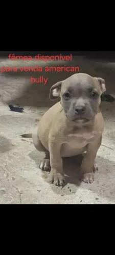 Troco fêmea d american bully 