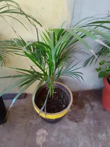 Palmeira no vaso de cimento