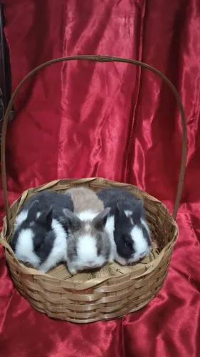 Mini coelhos Netherlands 