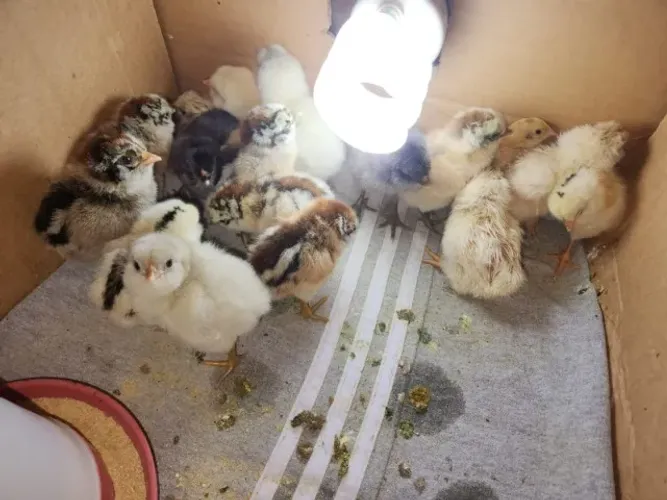 Pintinhos de ameraucana (ovos azuis e verdes)