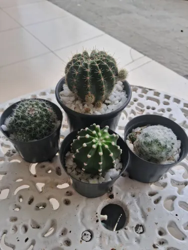 Vendo cactos