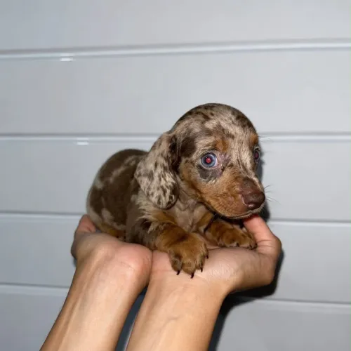 Filhote de Basset Dachshund Chocomerle Macho