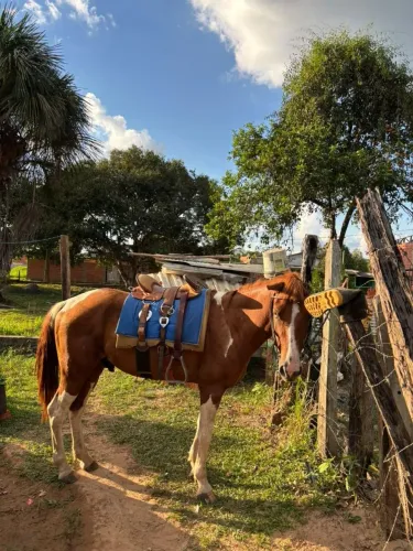 Vendo cavalo panpa , capado