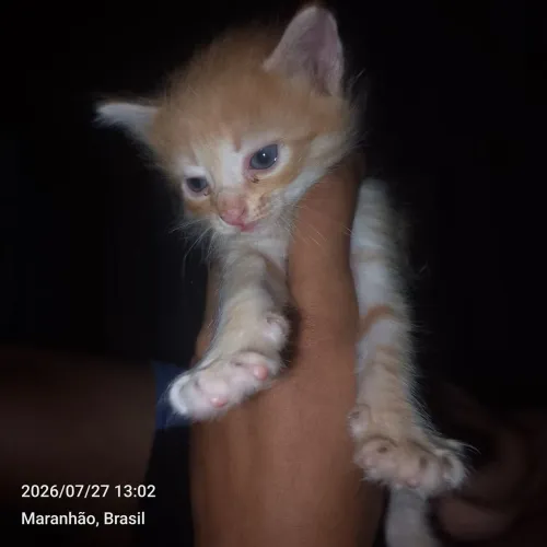 Gata